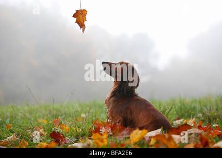 Con i capelli lunghi Bassotto a pelo lungo cane salsiccia, cane domestico (Canis lupus f. familiaris), cinque anni seduto animale in autu Foto Stock