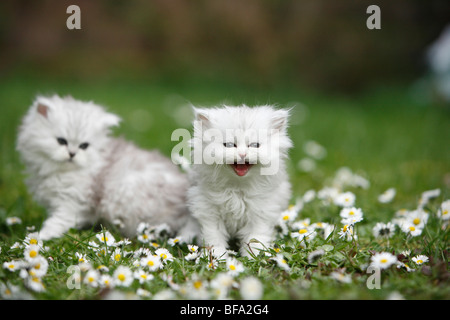 Due gattini seduti in un prato daisied Foto Stock