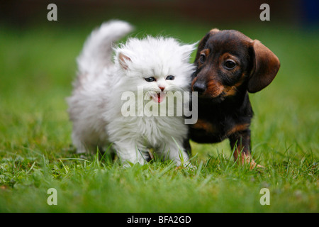 Bassotto, salsiccia cane, cane domestico (Canis lupus f. familiaris), cucciolo seduto in un prato con un gattino di un Sellkirk Rex-Per Foto Stock