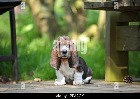 Basset Hound (Canis lupus f. familiaris), cucciolo seduto su una terrazza, Germania Foto Stock