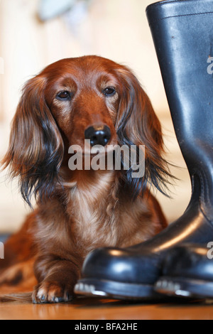 Bassotto, salsiccia cane, cane domestico (Canis lupus f. familiaris), rosso individuo disteso accanto al nero Stivali in gomma per un walkaway Foto Stock