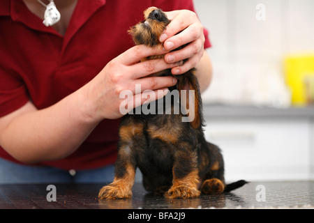 Bassotto, salsiccia cane, cane domestico (Canis lupus f. familiaris), veterinari examins i denti di un nove settimane vecchio cucciolo, Germania Foto Stock