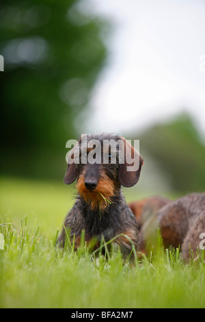 Bassotto, salsiccia cane, cane domestico (Canis lupus f. familiaris), salsiccia nana dog sitter in un prato, Germania Foto Stock