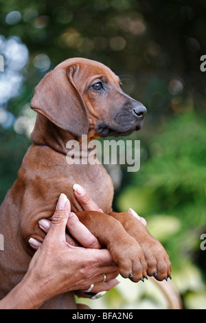 Ridgeback rhodesiano (Canis lupus f. familiaris), otto settimane vecchio cucciolo su una donna di braccio Foto Stock