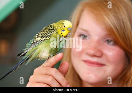 Budgerigar, budgie, parrocchetto (Melopsittacus undulatus), verde bird seduto su una giovane ragazza indice Foto Stock