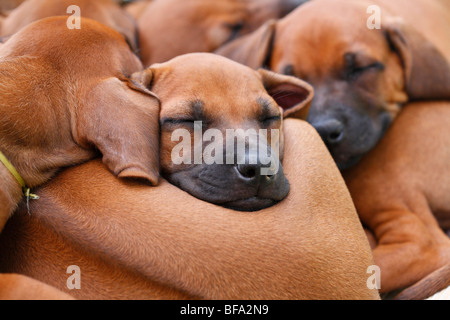 Ridgeback rhodesiano (Canis lupus f. familiaris), più di otto settimane di età i cuccioli dormono coccolati insieme Foto Stock