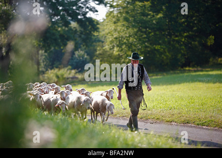 Pecore Merino (Ovis ammon f. aries), Pastore che conduce il suo gregge di pecore su una stretta strada asfaltata attraverso prati e foreste Foto Stock