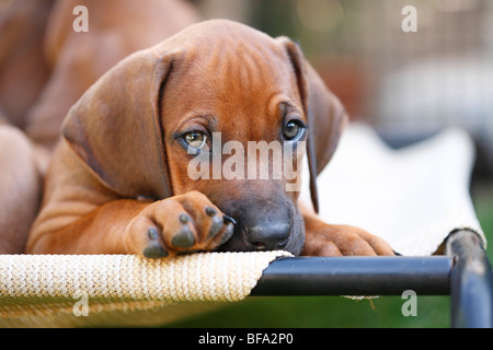 Ridgeback rhodesiano (Canis lupus f. familiaris), otto settimane vecchio cucciolo giacente su un letto di cane Foto Stock