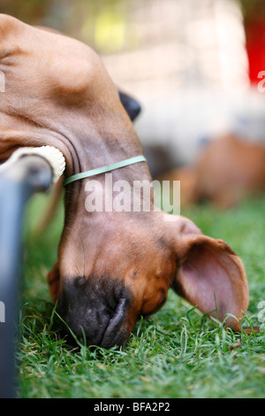 Ridgeback rhodesiano (Canis lupus f. familiaris), otto settimane vecchio cucciolo dormire con il capo appeso fuori del cane Foto Stock