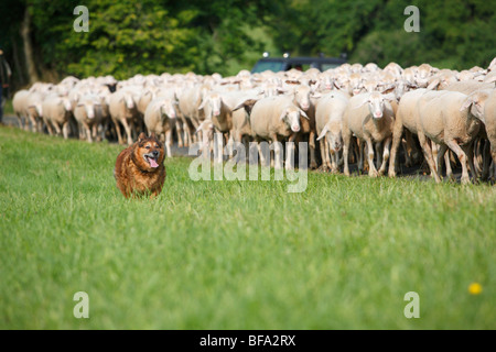 Westerwaelder Kuhhund, Old German Sheepdog (Canis lupus f. familiaris), un animale di questo antico tedesco sheepdog gara camminando alo Foto Stock