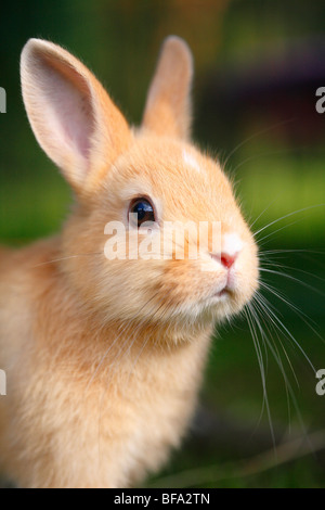 Il coniglio domestico (oryctolagus cuniculus f. domestica), giovane animale Foto Stock