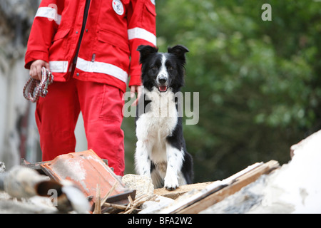 Razza cane (Canis lupus f. familiaris), Collie-Terrier-Mix, cane di soccorso alla ricerca di persone perse in un heap di costruire Foto Stock