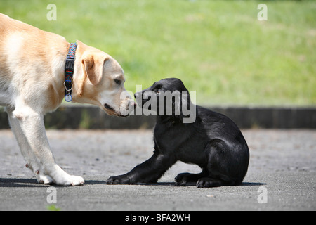 Appartamento rivestite Retriever (Canis lupus f. familiaris), cucciolo è curiosando da un labrador, Germania Foto Stock