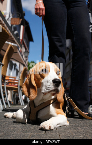 Beagle (Canis lupus f. familiaris), animale legato che giace di fronte mistress sulla pavimentazione di una zona pedonale Foto Stock