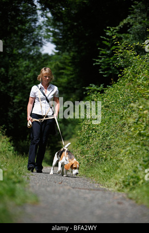 Beagle (Canis lupus f. familiaris), donna a piedi una sentieri nella foresta con un cane legato Foto Stock