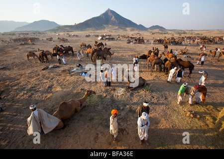 Rajput di uomini e cammelli al Camel Fair in Pushkar India Foto Stock