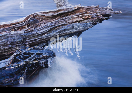 Il ghiaccio falcetti sul log in Haw River, Haw River State Park, Pittsboro, North Carolina, STATI UNITI D'AMERICA Foto Stock
