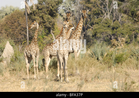 Foto di stock di un gruppo di giraffe permanente al bordo del bosco, Okavango Delta, il Botswana. Foto Stock