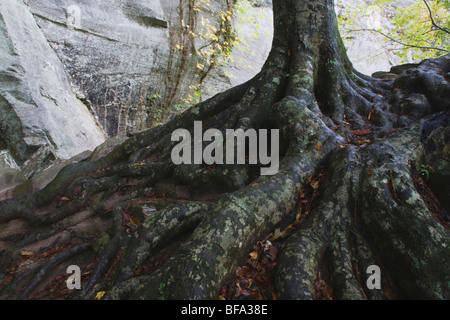 American faggio (Fagus grandifolia), radici di albero e parete di roccia, Raven Rock State Park, Lillington, North Carolina, STATI UNITI D'AMERICA Foto Stock