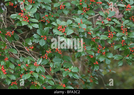 American Holly (Ilex opaca), bacche, Raleigh, North Carolina, STATI UNITI D'AMERICA Foto Stock