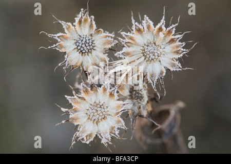 Semi di fiori coperto di brina, Angier, North Carolina, STATI UNITI D'AMERICA Foto Stock