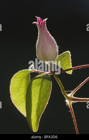La clematide vigna (Clematis sp.), fioritura, Angier, North Carolina, STATI UNITI D'AMERICA Foto Stock
