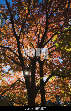 Fioritura sanguinello (Cornus florida), il sole che splende attraverso la caduta delle foglie, Haw River State Park, Pittsboro, North Carolina, STATI UNITI D'AMERICA Foto Stock