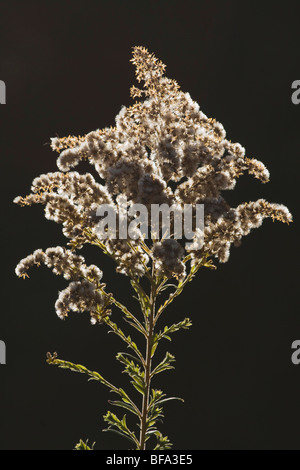 Tall oro (Solidago altissima), seme di stand, North Carolina, STATI UNITI D'AMERICA Foto Stock