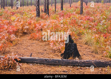 Scarlet boschi di querce e di peccio, i colori dell'autunno dopo gli incendi di boschi di Weymouth Sandhills, pini del sud, North Carolina, STATI UNITI D'AMERICA Foto Stock