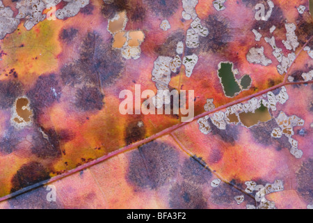 Nero orientale quercia (Quercus velutina), foglia, Lillington, North Carolina, STATI UNITI D'AMERICA Foto Stock