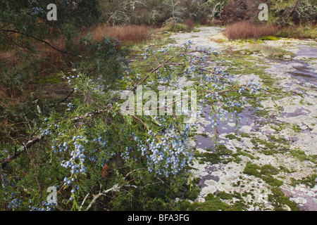 Redcedar orientale (Juniperus Virginiana), di bacche e di affioramento di granito con i licheni, Rolesville Gora Parco Nazionale,Carolina del Nord Foto Stock