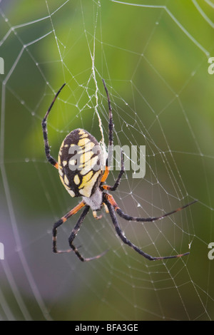 Giardino giallo Spider (Argiope aurantia), adulti nel web, Lillington, North Carolina, STATI UNITI D'AMERICA Foto Stock
