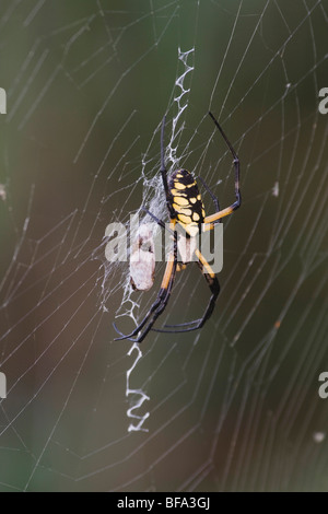Giardino giallo Spider (Argiope aurantia), adulto in web con la preda, Lillington, North Carolina, STATI UNITI D'AMERICA Foto Stock