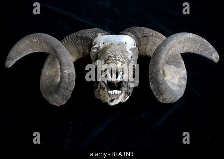 Ram teschio con corna Foto Stock