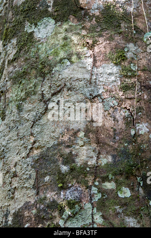 Suya (Pouteria speciosa) close-up di corteccia di foresta pluviale Iwokrama scudo della Guiana Guyana Sud America Ottobre Foto Stock