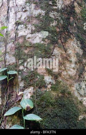 Suya (Pouteria speciosa) close-up di corteccia di foresta pluviale Iwokrama scudo della Guiana Guyana Sud America Ottobre Foto Stock