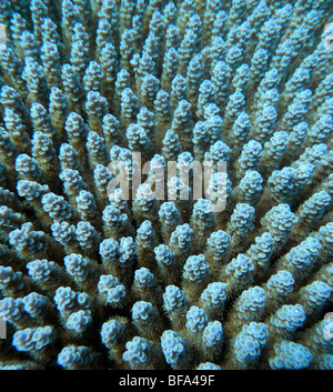 Blu coral Acropora dettaglio Foto Stock