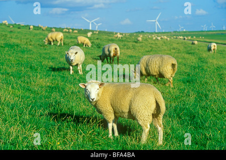 Pecore navigando sulla diga, Reussenkoog, Schleswig-Holstein, Germania Foto Stock