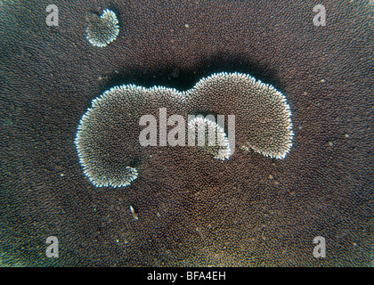 Dettaglio del vivere in formato tabulare (coral Acropora), Great Barrier Reef Marine Park, Queensland, Australia Foto Stock