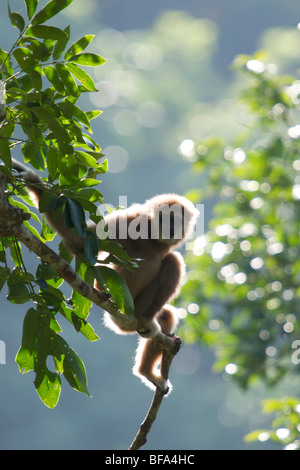 Un selvaggio Lar gibbone (Hylobates lar), noto anche come il bianco-consegnato gibbone, è un primate in Hylobatidae gibbon o famiglia. Foto Stock