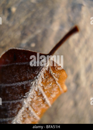 Autumn Leaf congelati giacente a terra Foto Stock