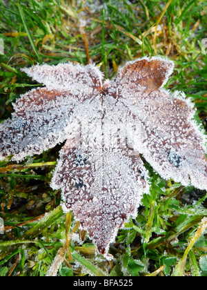 Autumn Leaf congelati giacente a terra Foto Stock