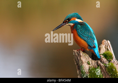 Kingfisher, Alcedo atthis, sul post, Worcestershire, Ott 2009
