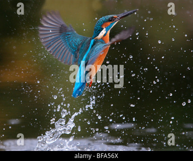 Kingfisher, Alcedo atthis, immersioni subacquee per i pesci, Worcestershire, Novembre 2009 Foto Stock