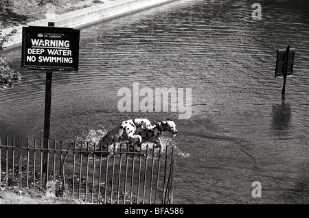 Due alte brioso cani dalmata nuotare in un stagno su Hampstead Heath Londra Foto Stock