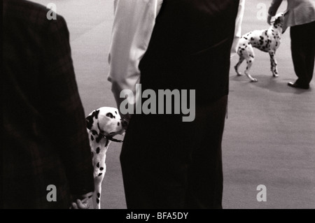 Cani dalmata presso il Crufts Dog Show Foto Stock