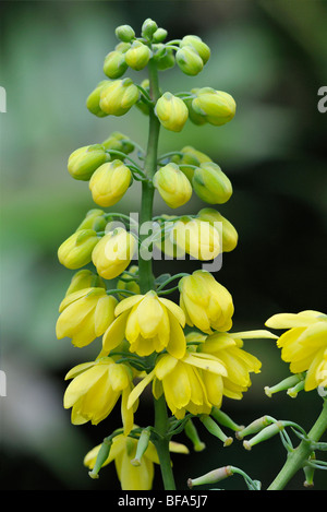 Oregon Uva - Mahonia x media varietà della carità Foto Stock