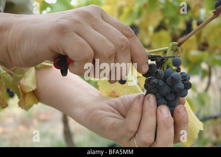 Handpicking Pinot Nero a Tilbrook tenuta vicino a Lenswood nelle Colline di Adelaide del Sud Australia Foto Stock