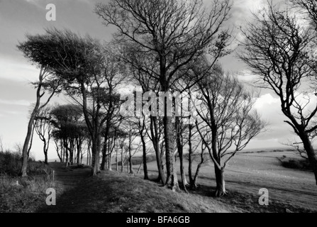 Anello Chanctonbury iron age hillfort sulla South Downs nel Sussex Regno Unito Foto Stock