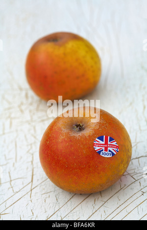 Egremont Russet deserto Varietà di mele Malus domestica posa sulla vecchia dipinta sullo sfondo di legno Foto Stock